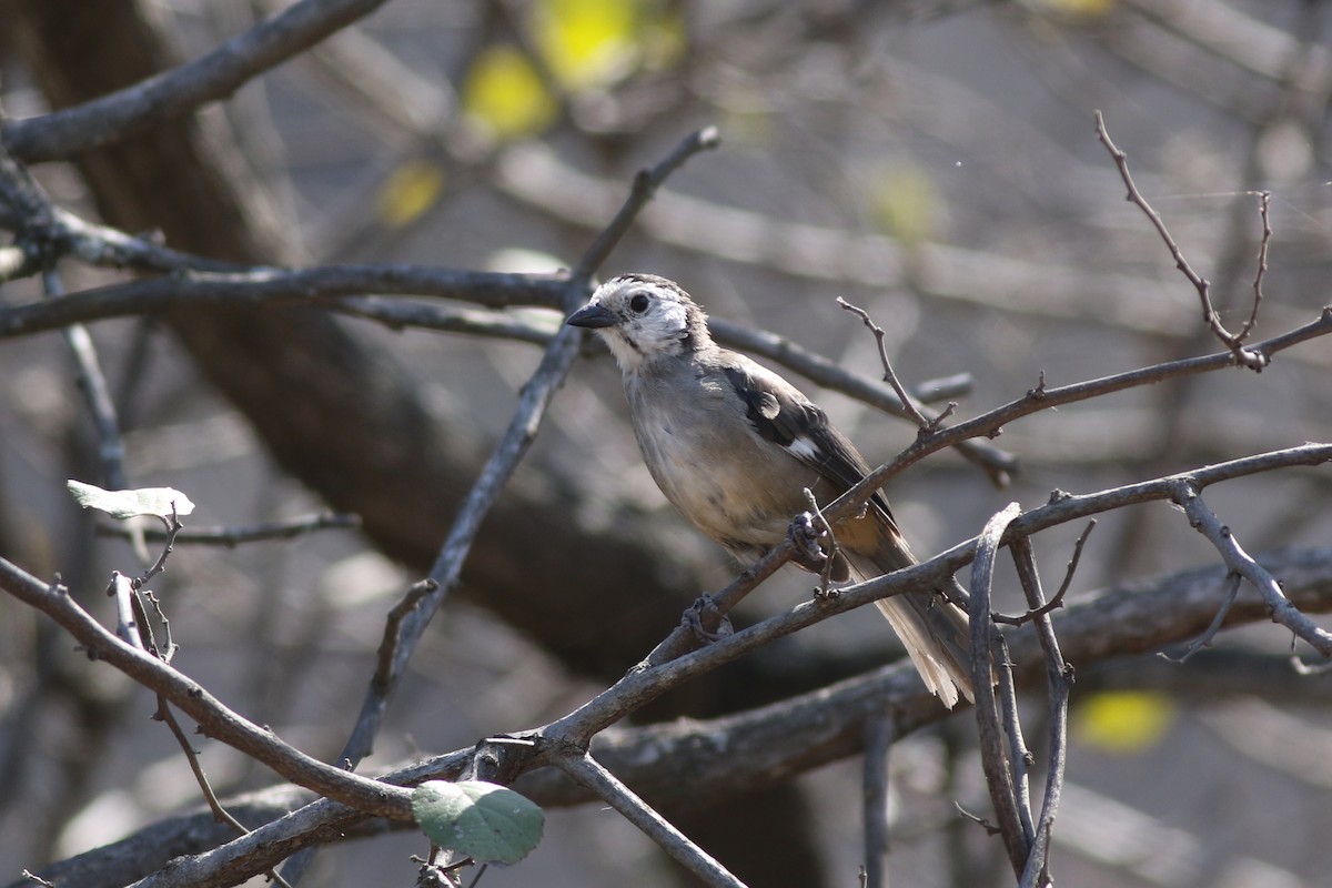 White-headed Brushfinch - ML639992577