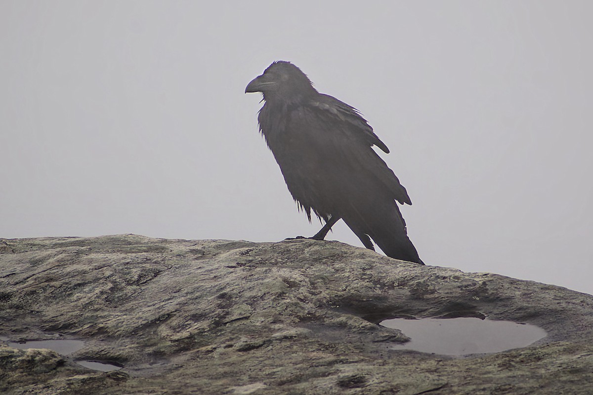 Common Raven - ML639992602
