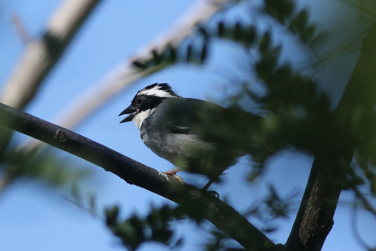 Black-capped Sparrow - ML639992605
