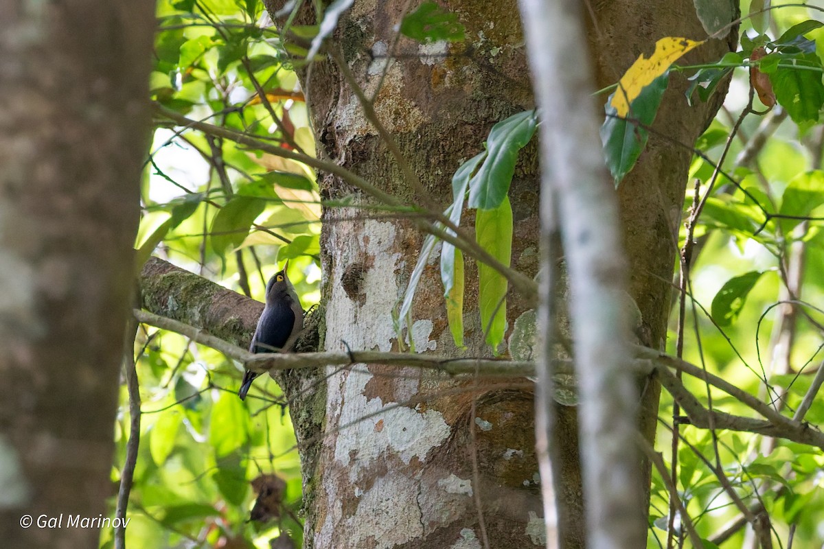 Yellow-billed Nuthatch - ML639992616