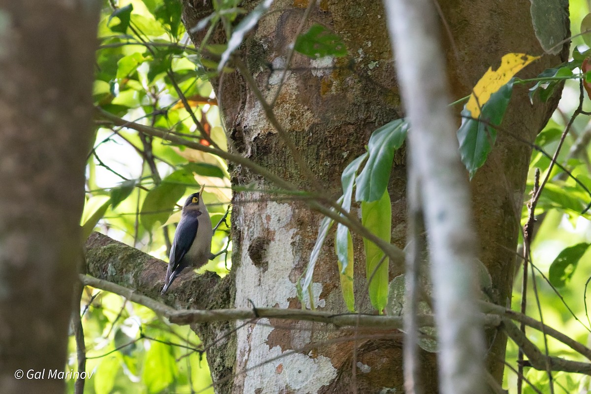 Yellow-billed Nuthatch - ML639992617