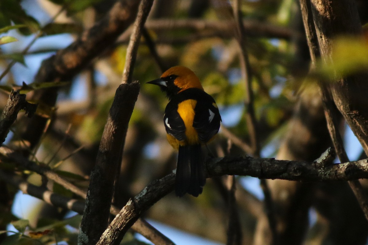 White-edged Oriole - ML639992618