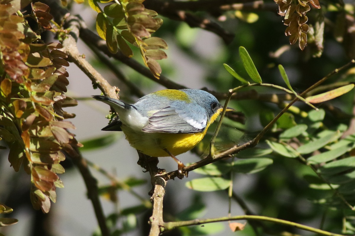 Tropical Parula - ML639992639