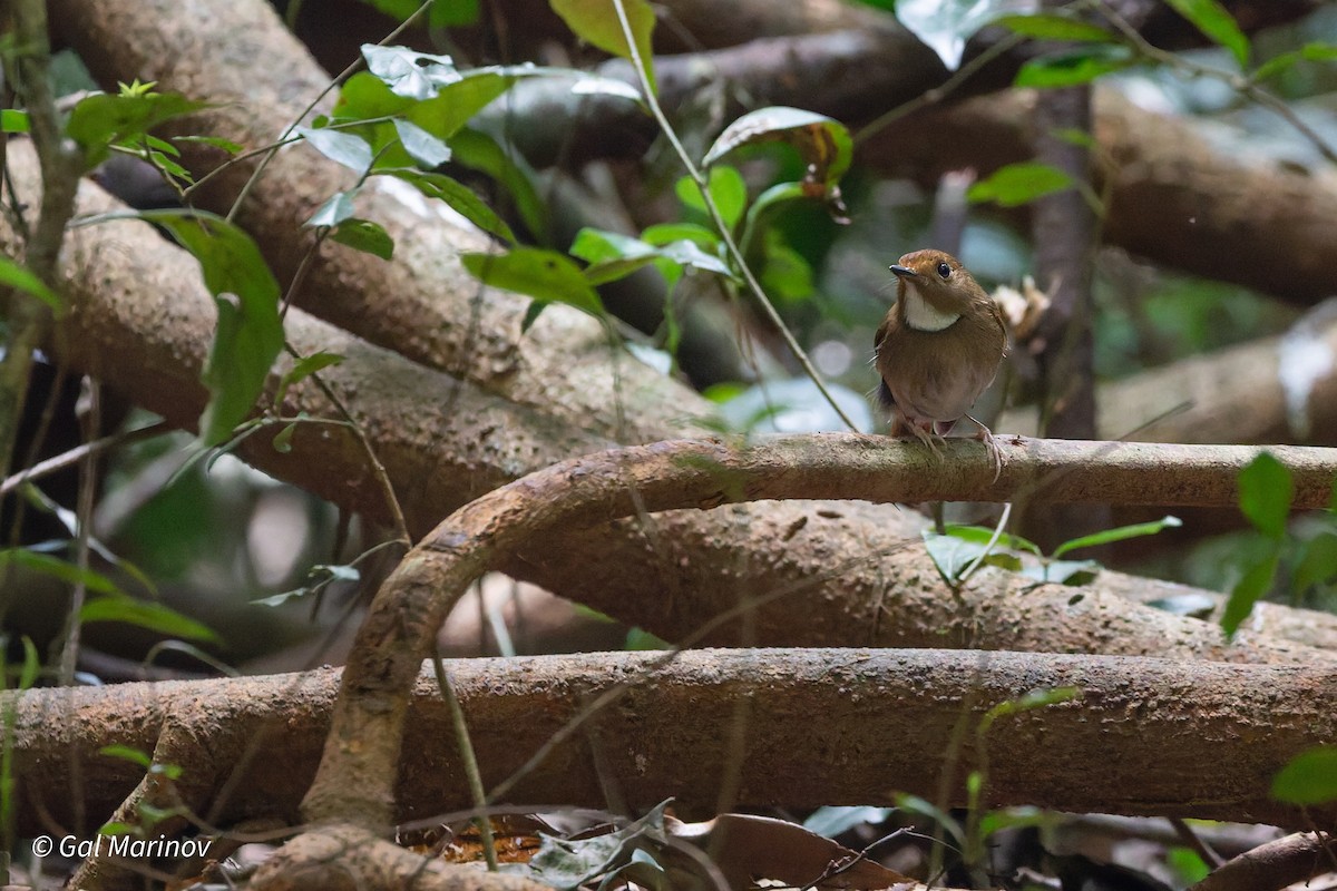 Rufous-browed Flycatcher - ML639992643