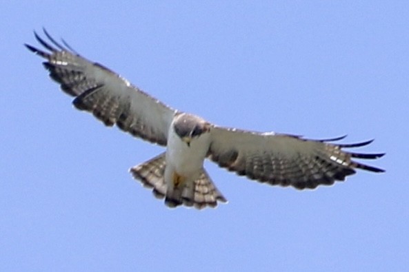 Short-tailed Hawk - ML639992720