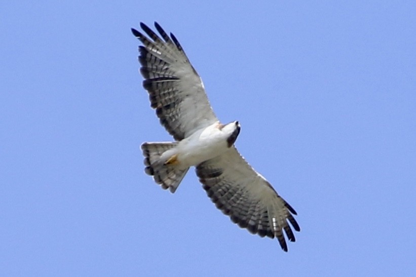 Short-tailed Hawk - ML639992721