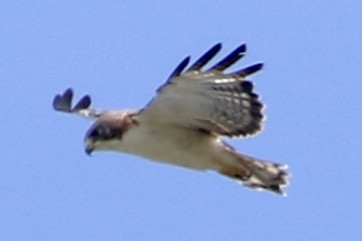 Short-tailed Hawk - ML639992722