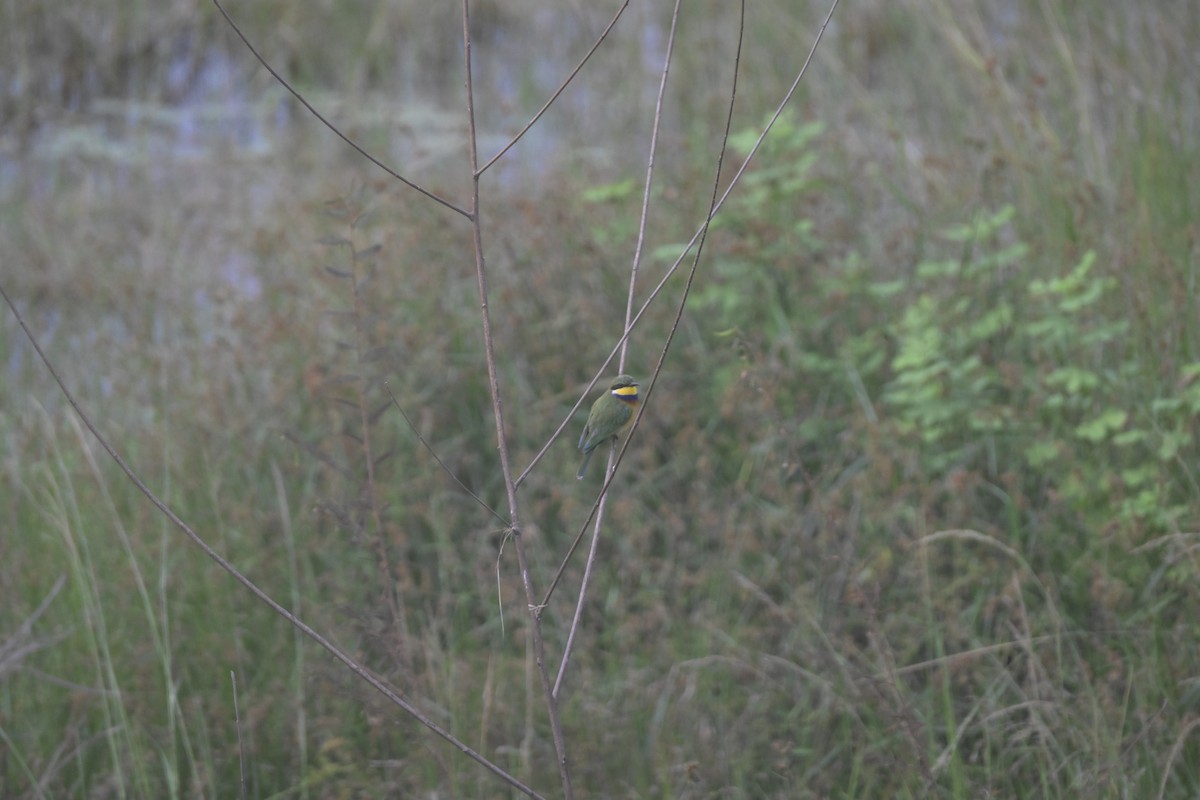 Blue-breasted Bee-eater - ML639992728