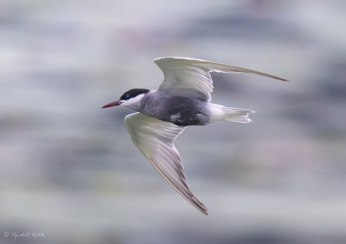 Whiskered Tern - ML639992739