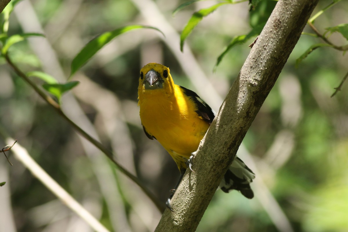 Golden Grosbeak - ML639992753