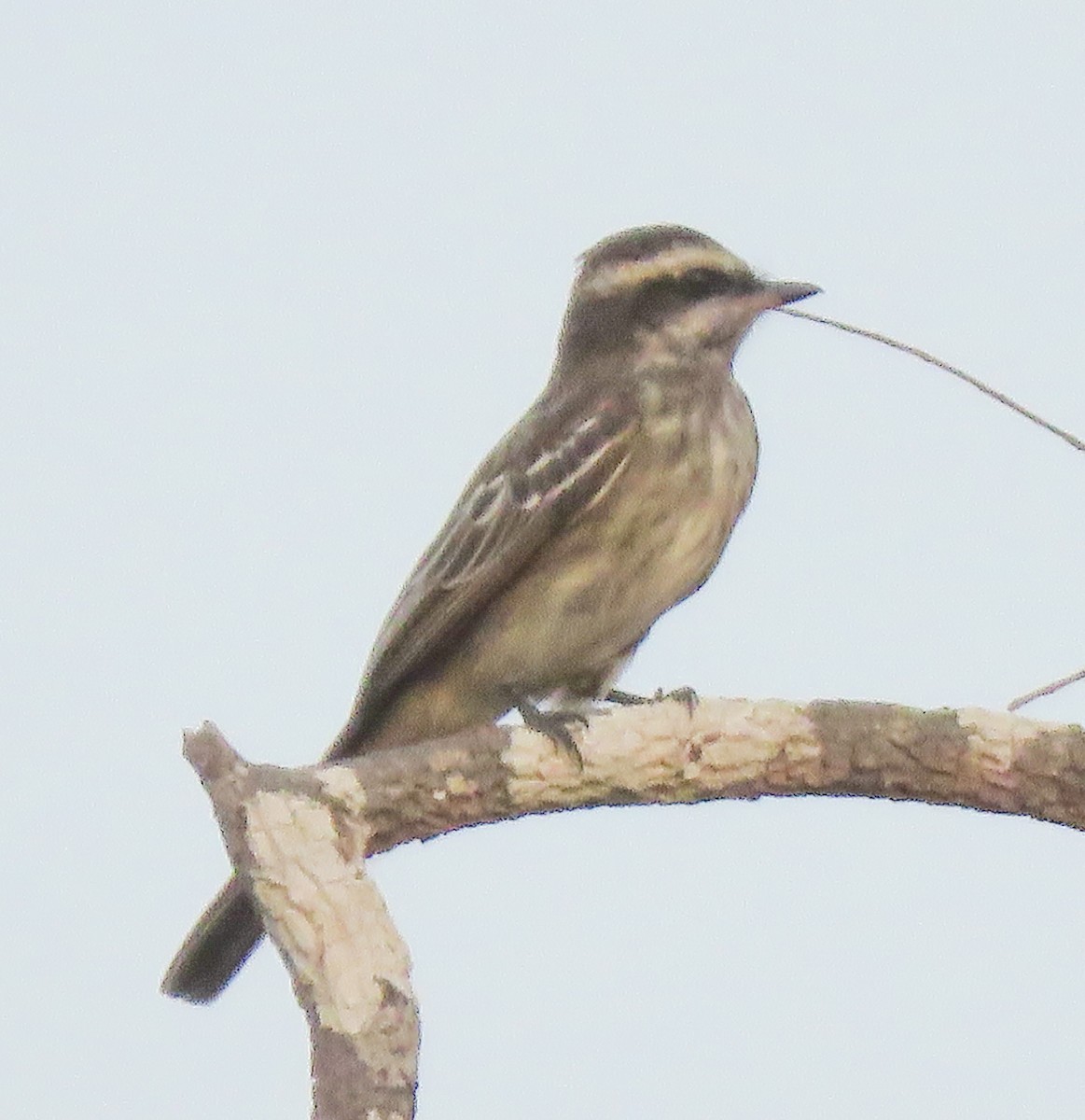 Variegated Flycatcher - ML639992764
