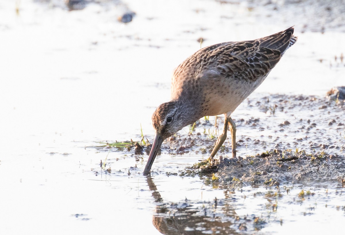 kortnebbekkasinsnipe - ML639992767