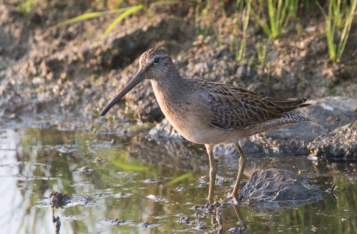 kortnebbekkasinsnipe - ML639992770