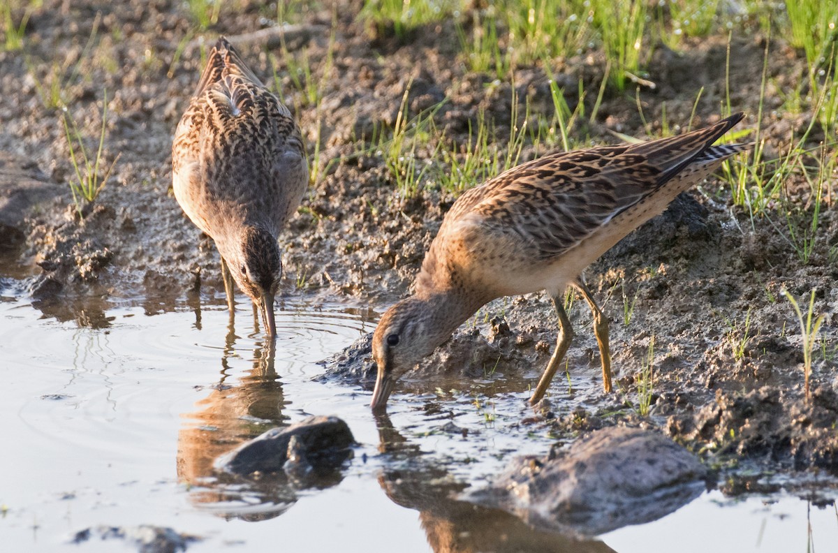 kortnebbekkasinsnipe - ML639992771
