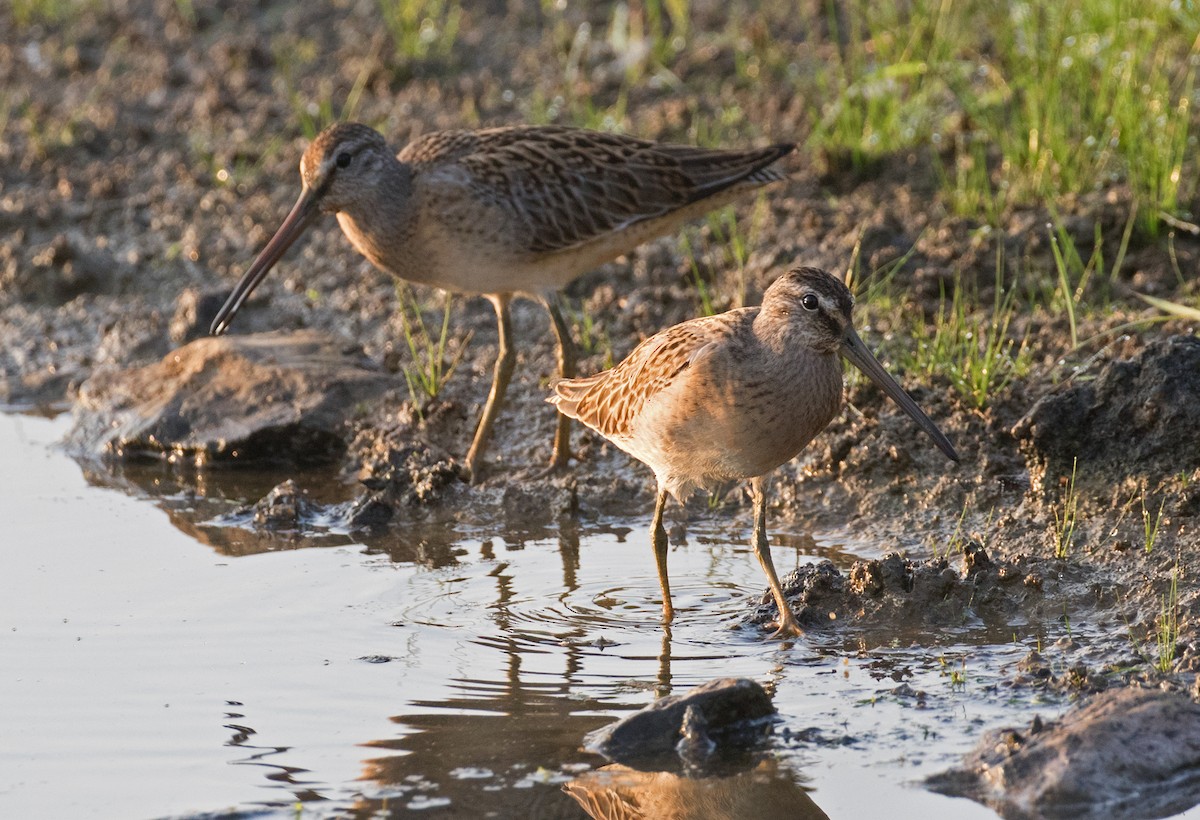 kortnebbekkasinsnipe - ML639992772