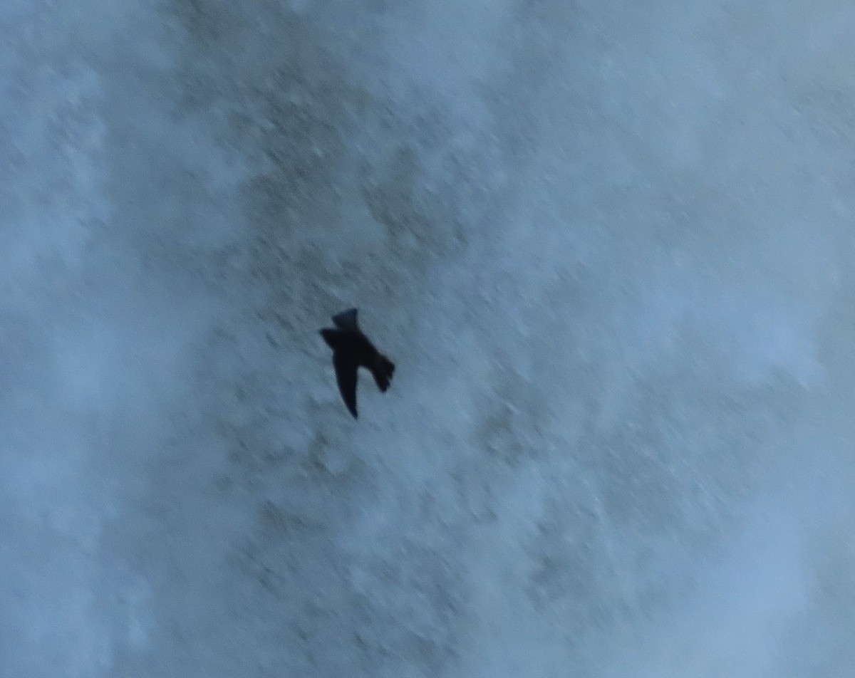 Great Dusky Swift - ML639992782