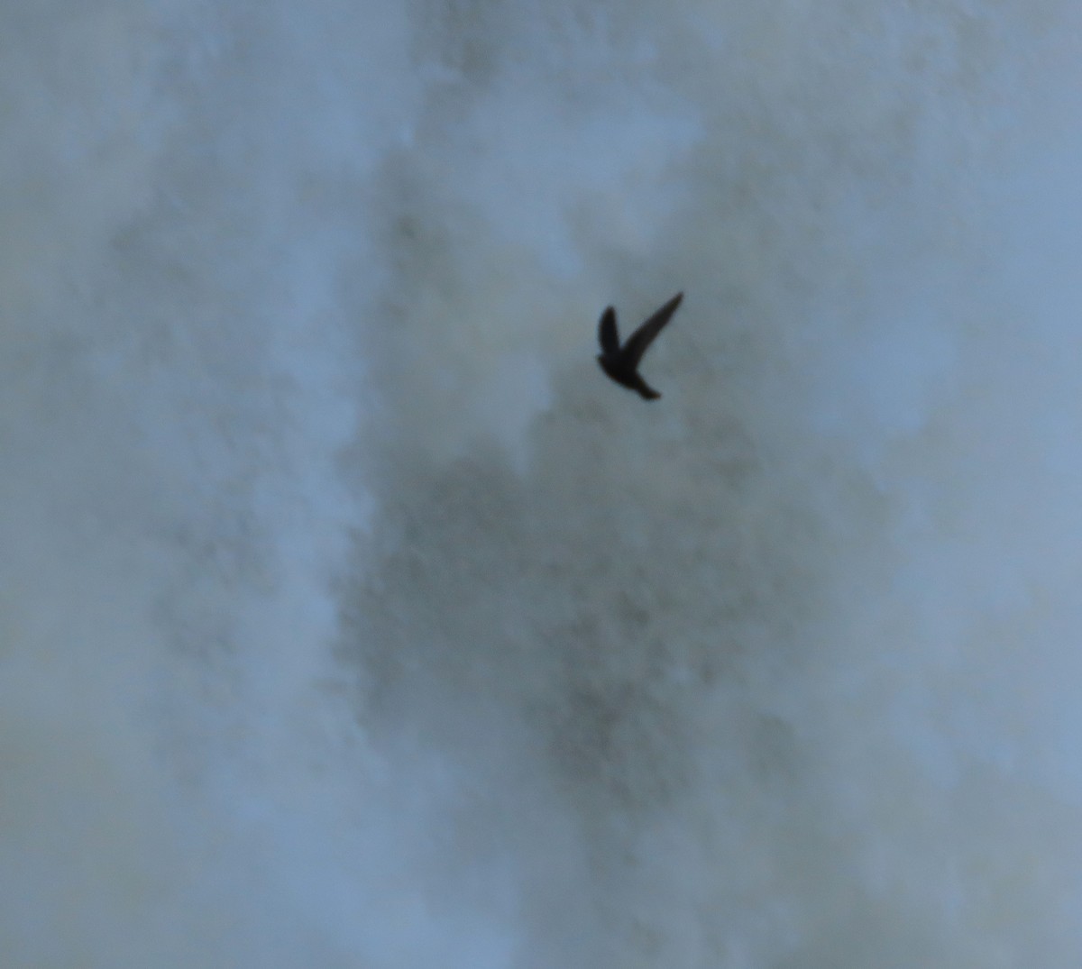 Great Dusky Swift - ML639992783