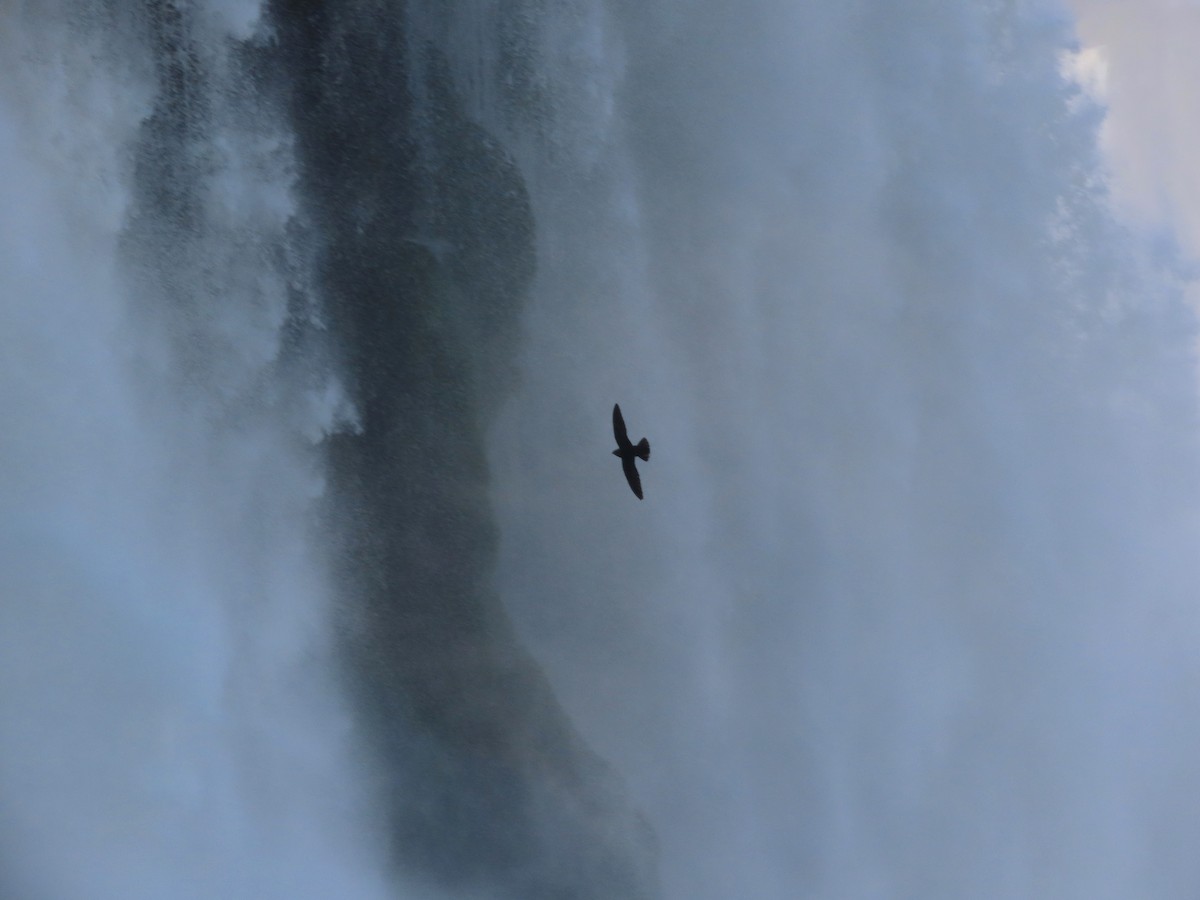 Great Dusky Swift - ML639992785