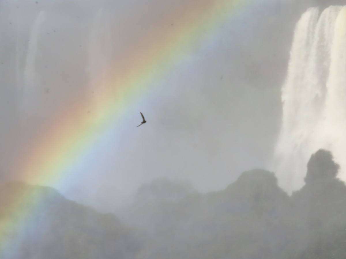 Great Dusky Swift - ML639992786