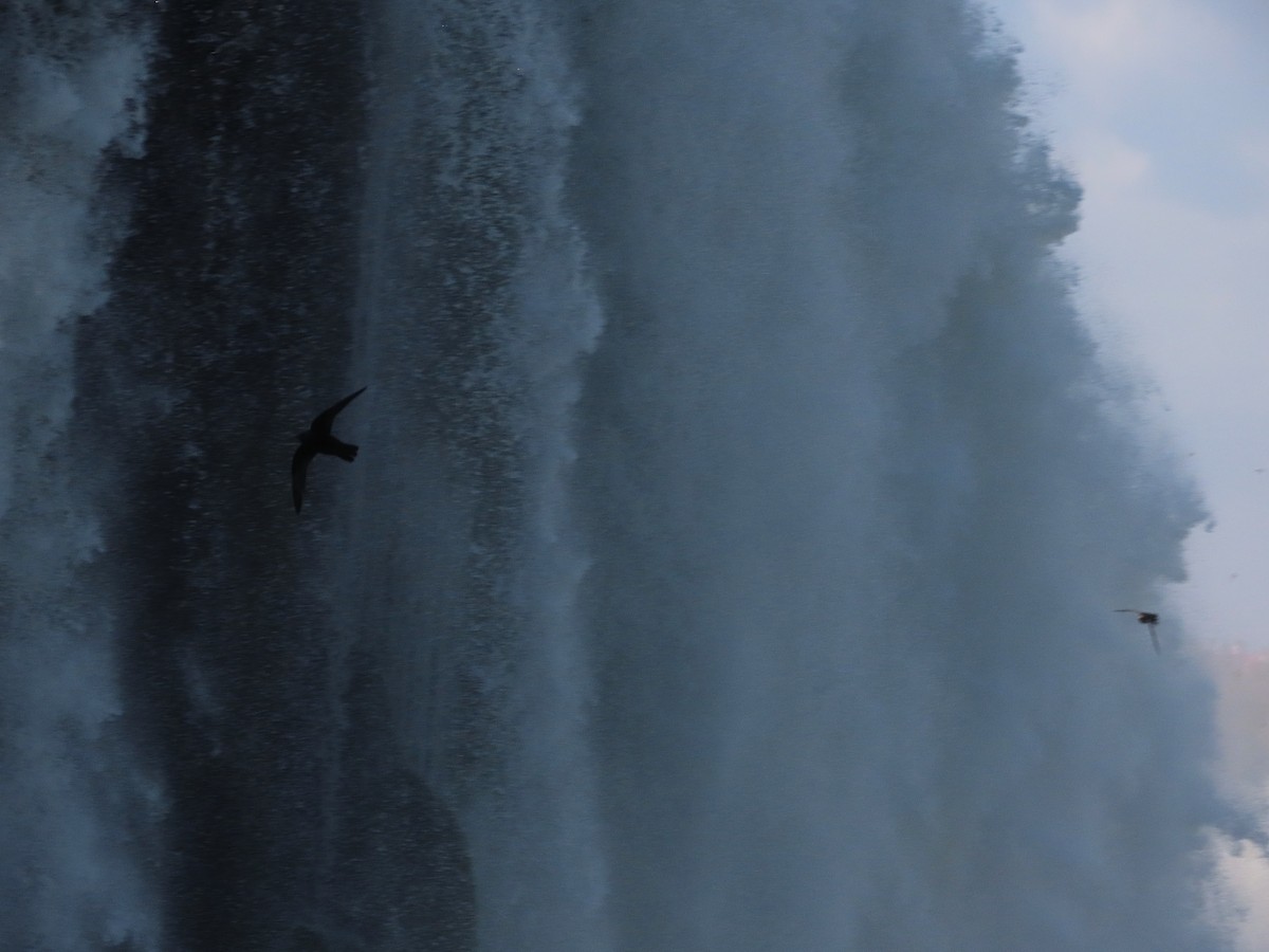 Great Dusky Swift - ML639992787