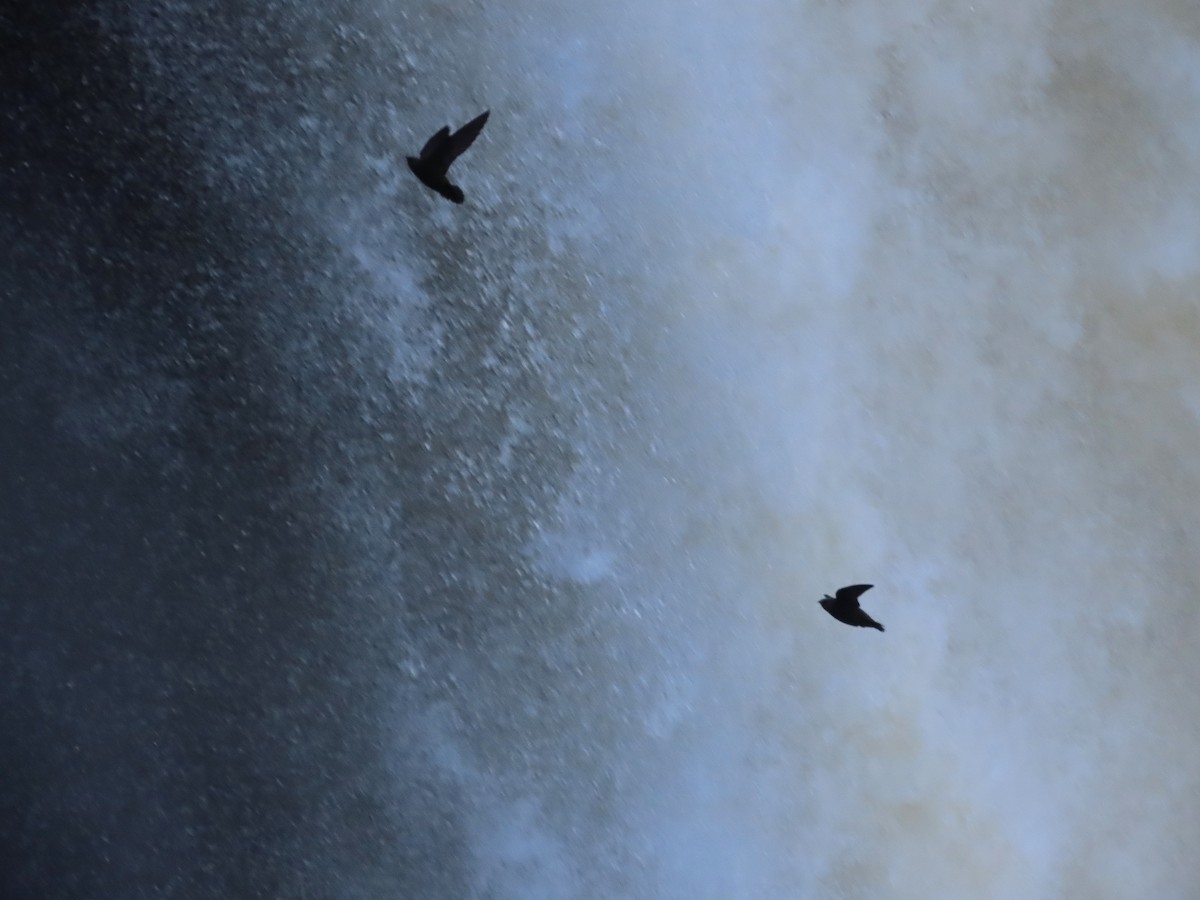 Great Dusky Swift - ML639992788