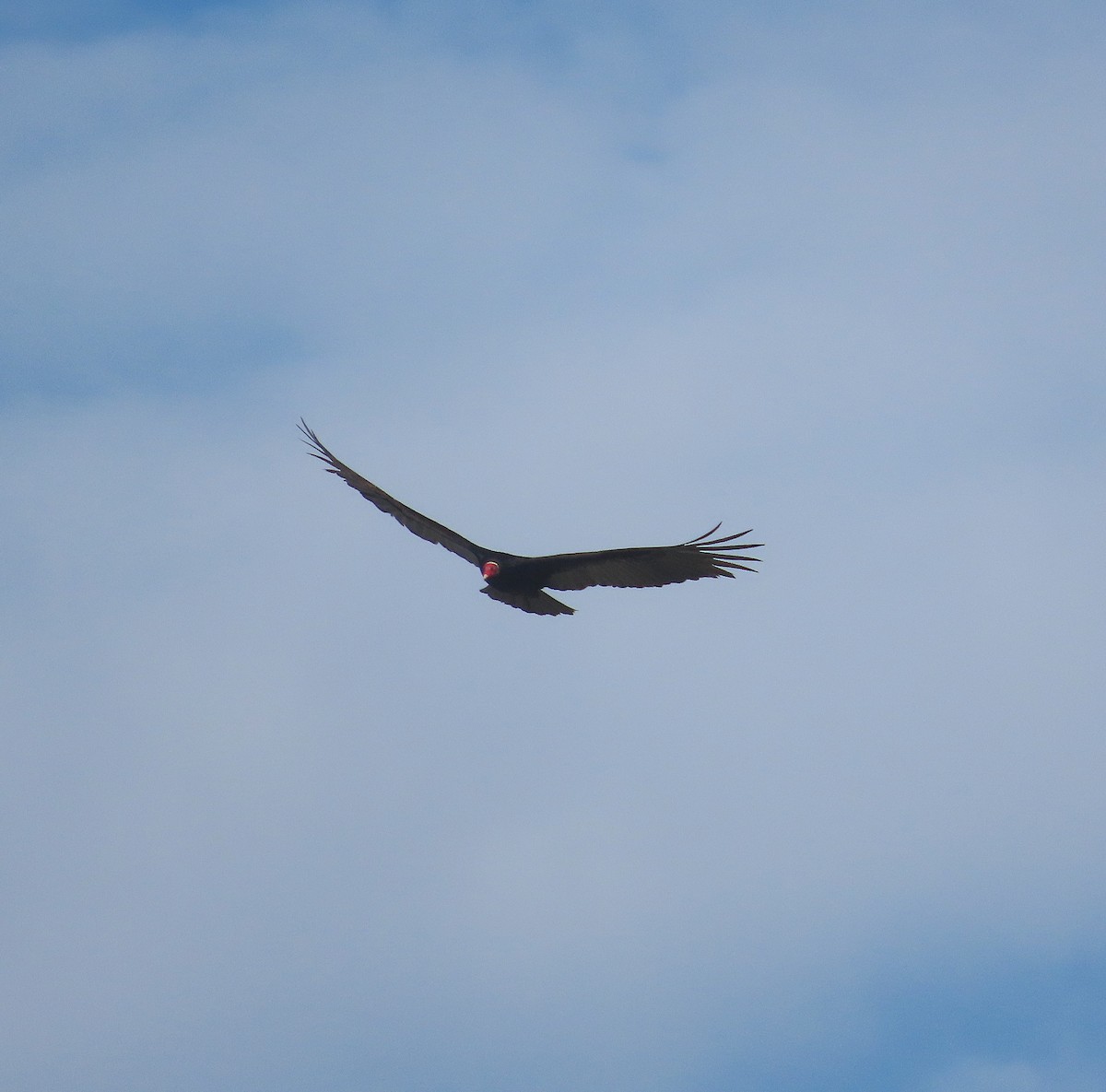Turkey Vulture - ML639992790