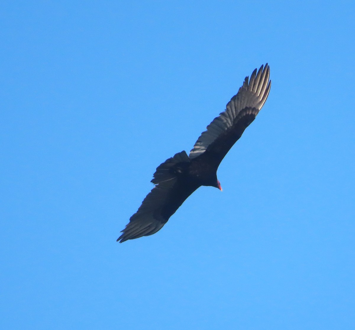 Turkey Vulture - ML639992791