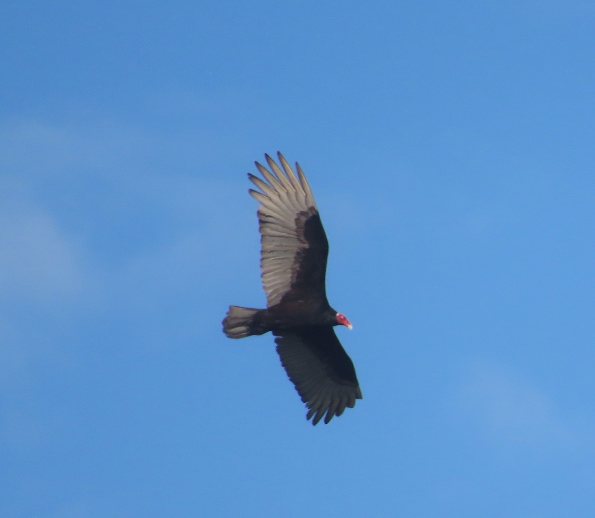 Turkey Vulture - ML639992792