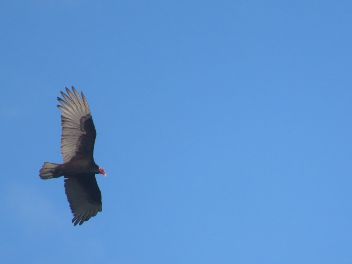Turkey Vulture - ML639992793