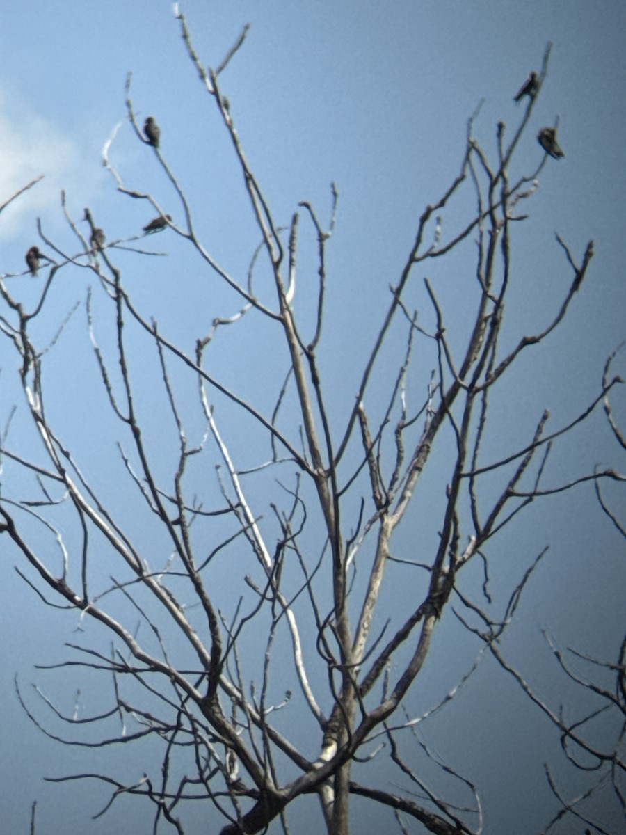 Purple Martin - ML639992835