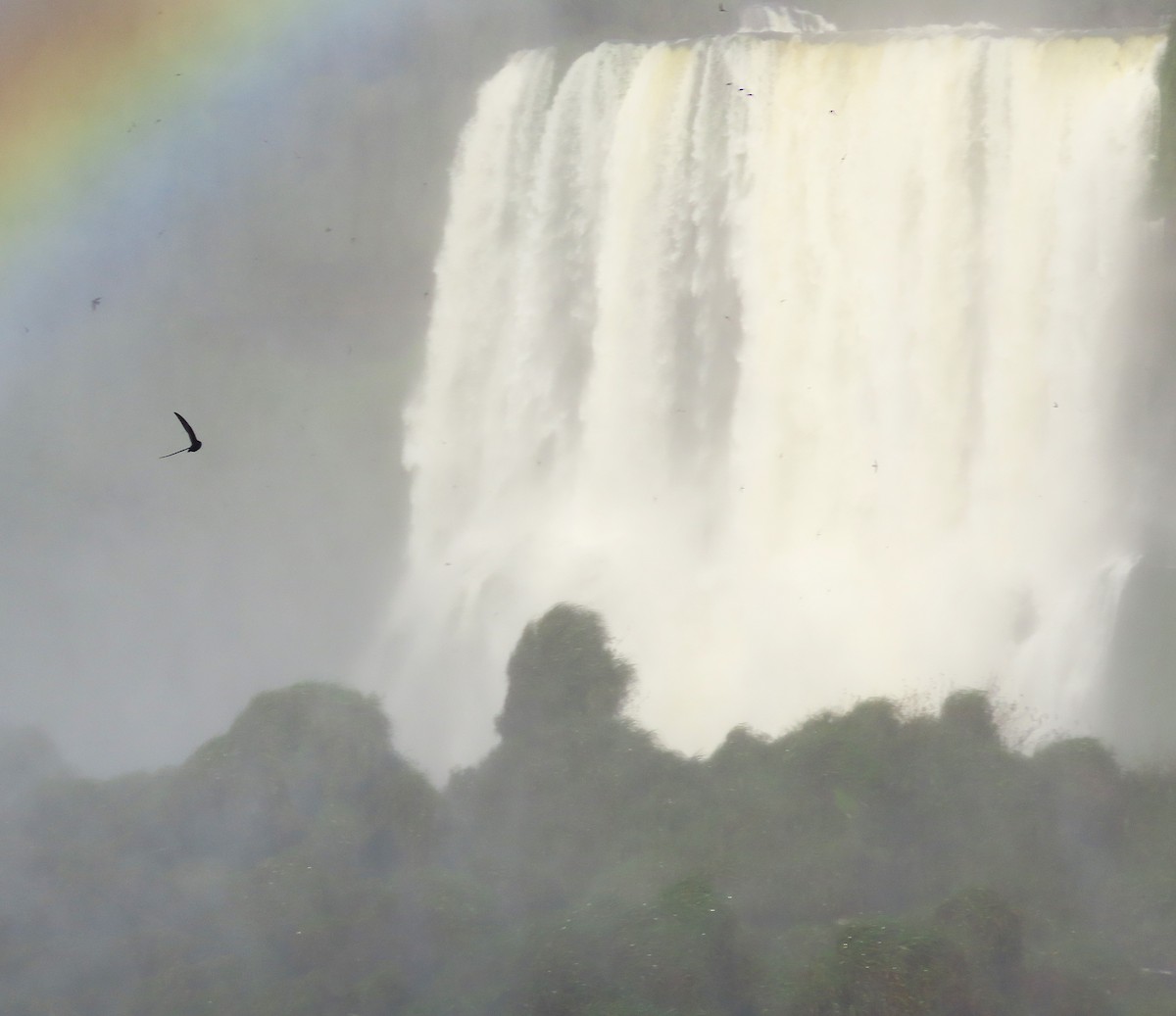 Great Dusky Swift - ML639992902