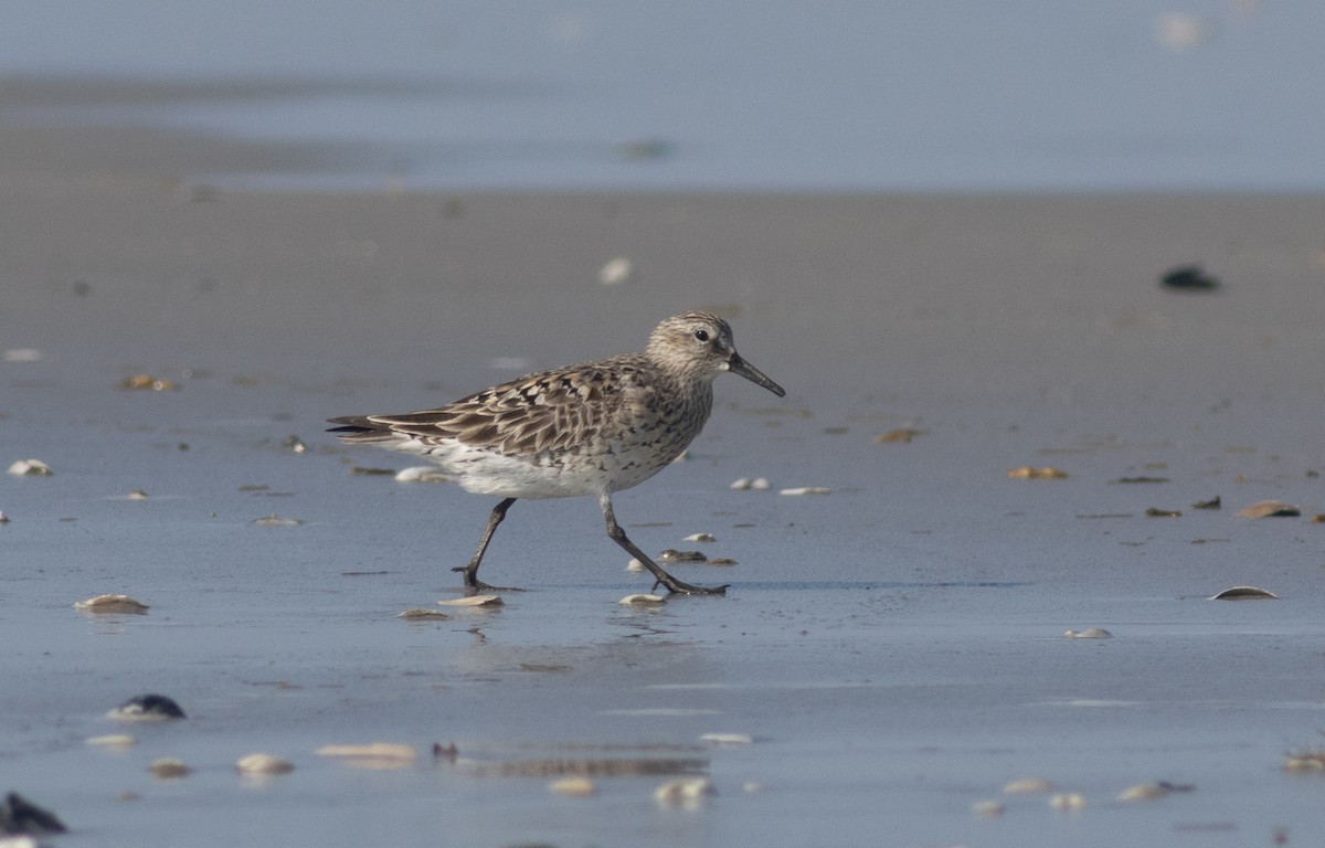 Red Knot x White-rumped Sandpiper (hybrid) - Milton Collins