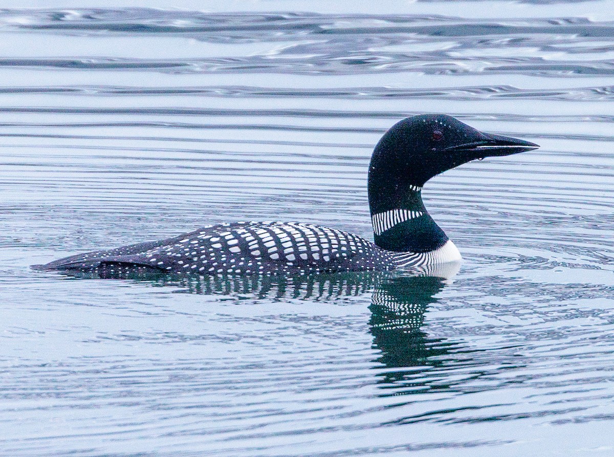 Strolaga maggiore - ML639993071