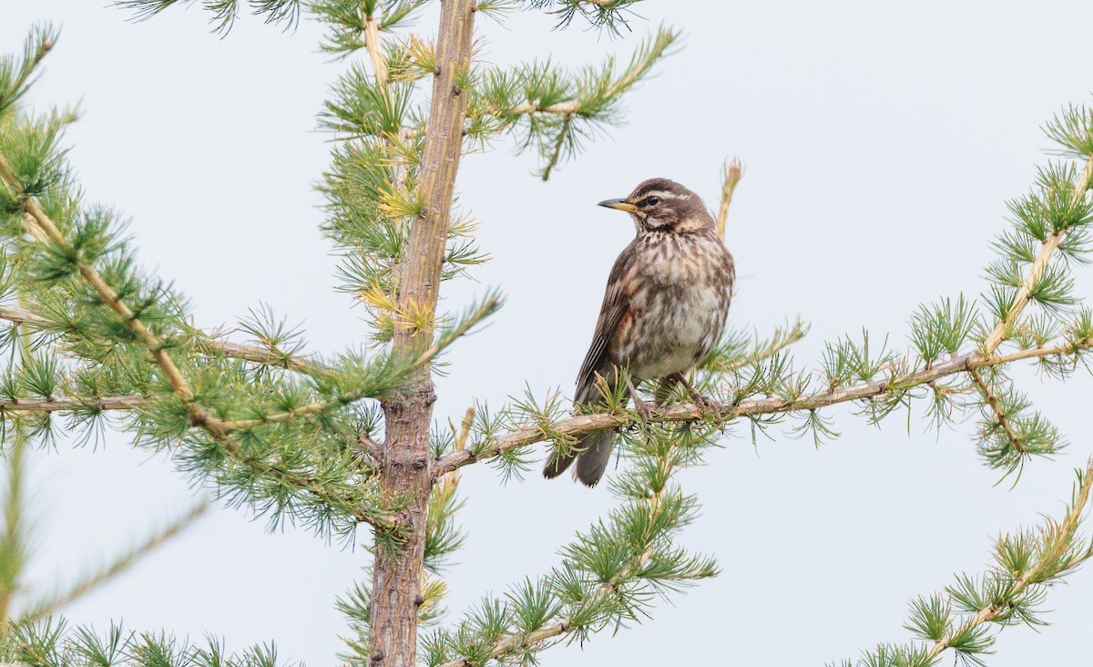 Redwing (Icelandic) - ML639993122