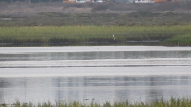 White-winged Tern - ML639993153