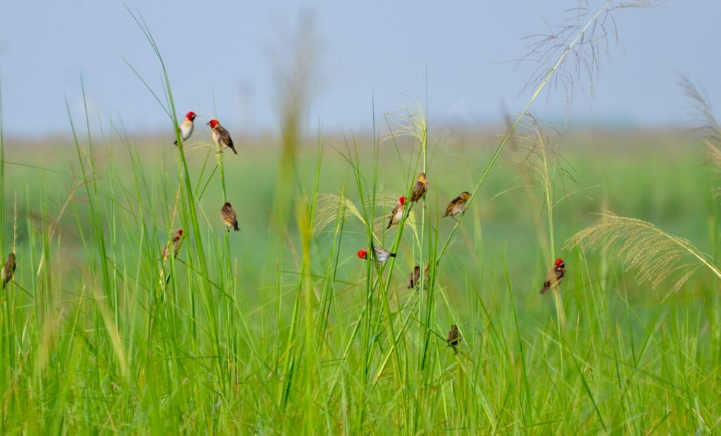 Red-headed Quelea - ML639993240