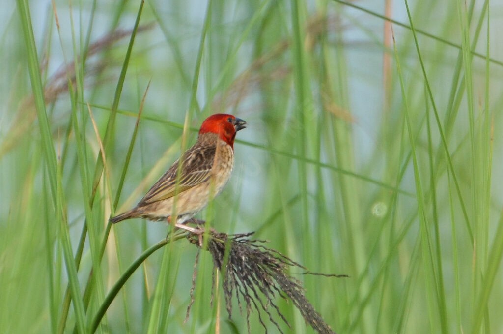 Red-headed Quelea - ML639993241
