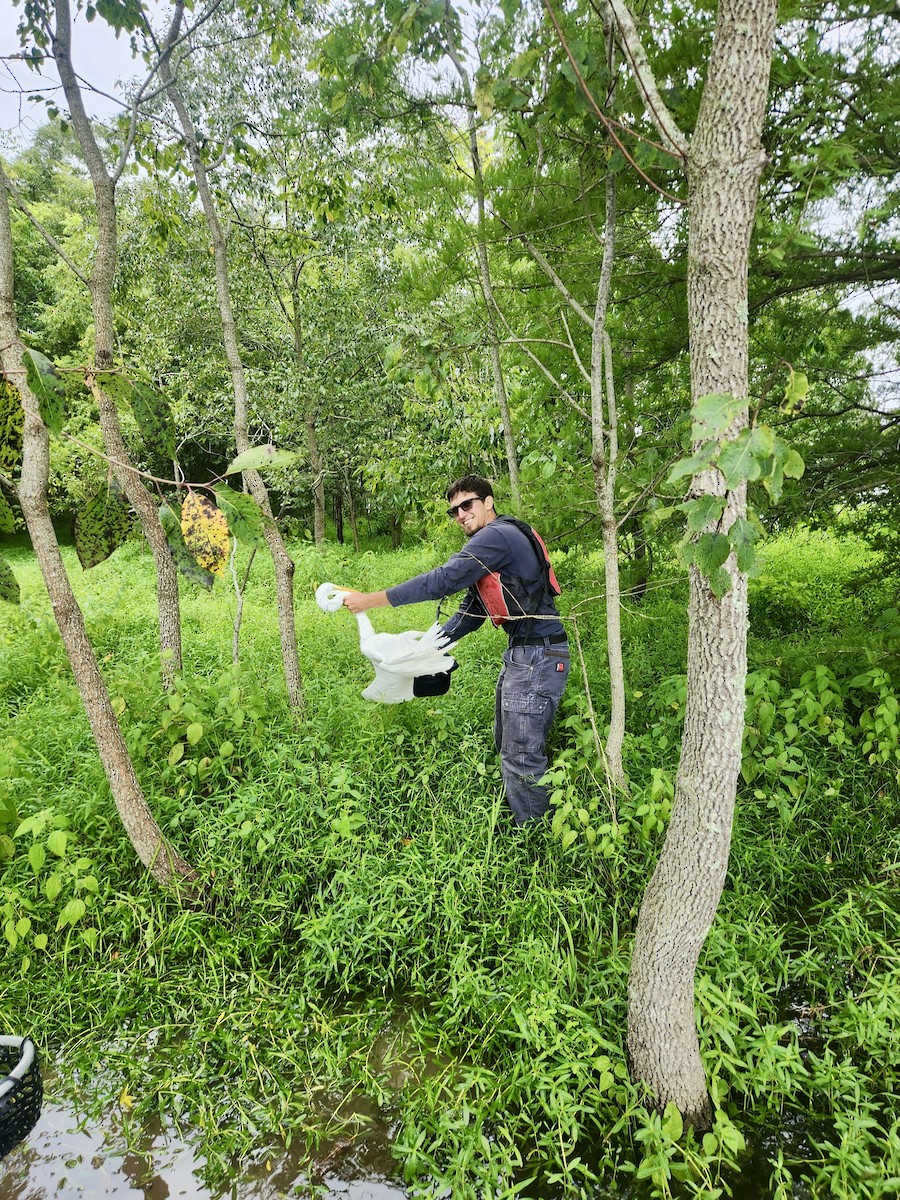 Цасч дэглий - ML639993270