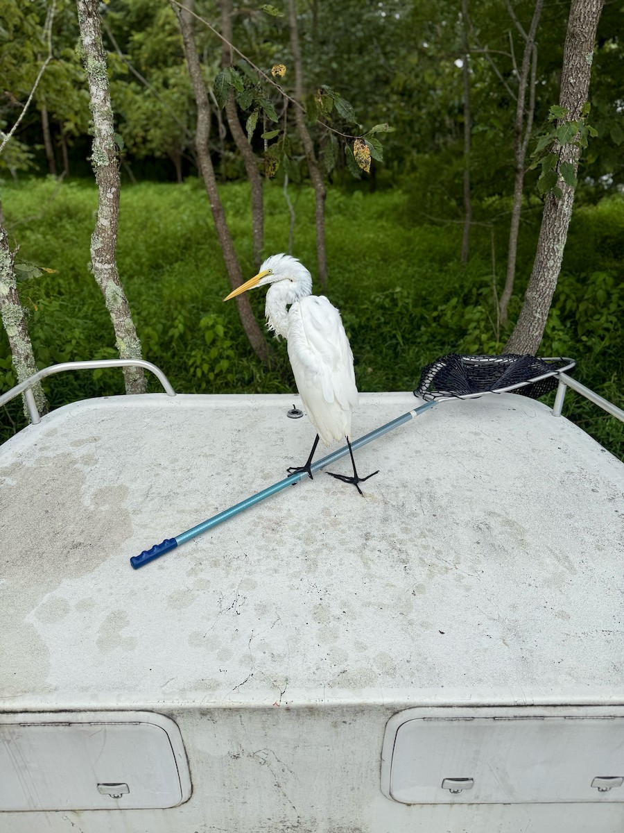 Цасч дэглий - ML639993271