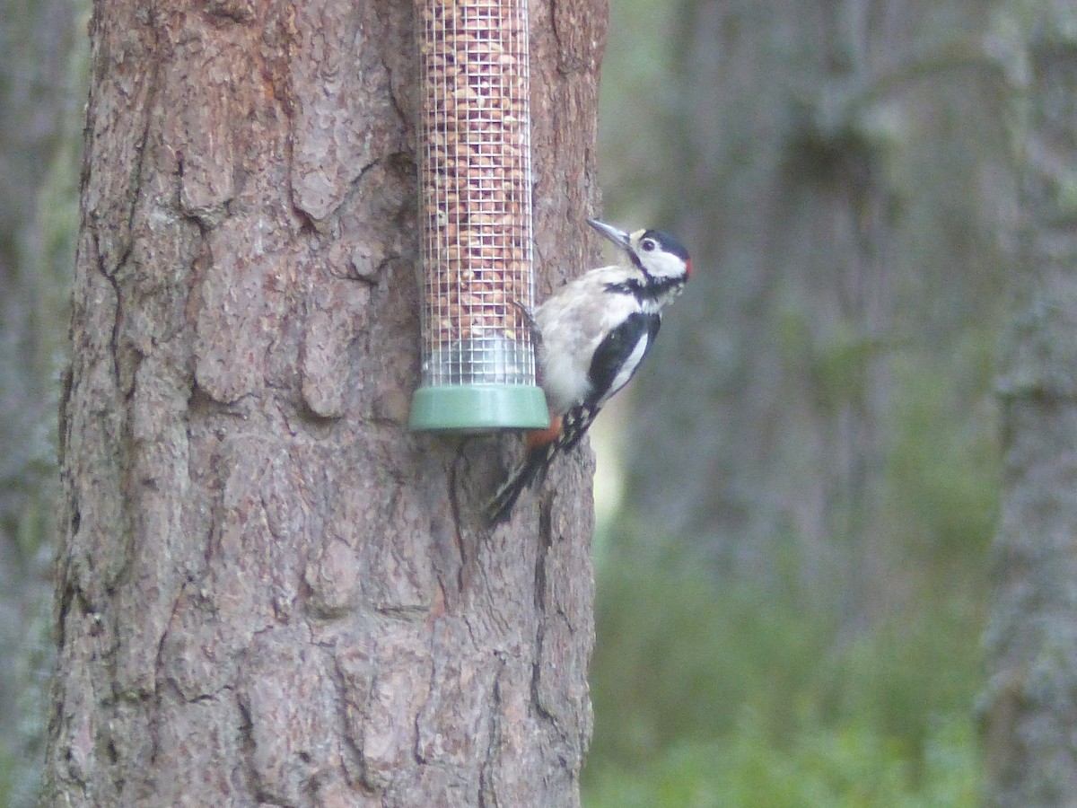 Great Spotted Woodpecker - ML639993281