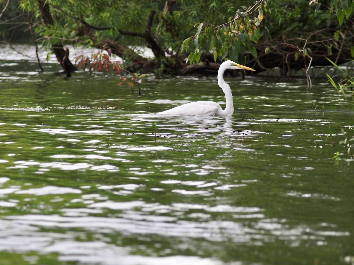 Цасч дэглий - ML639993282