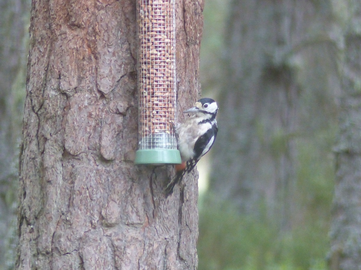 Great Spotted Woodpecker - ML639993283