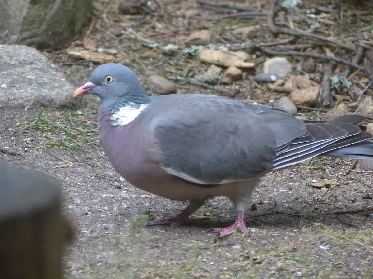 Common Wood-Pigeon - ML639993285