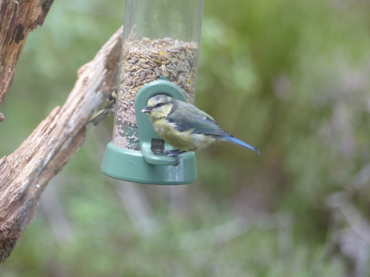 Eurasian Blue Tit - ML639993299