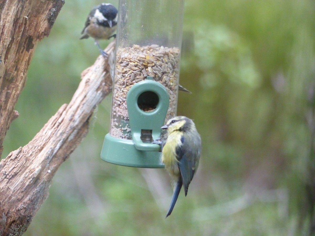 Eurasian Blue Tit - ML639993300