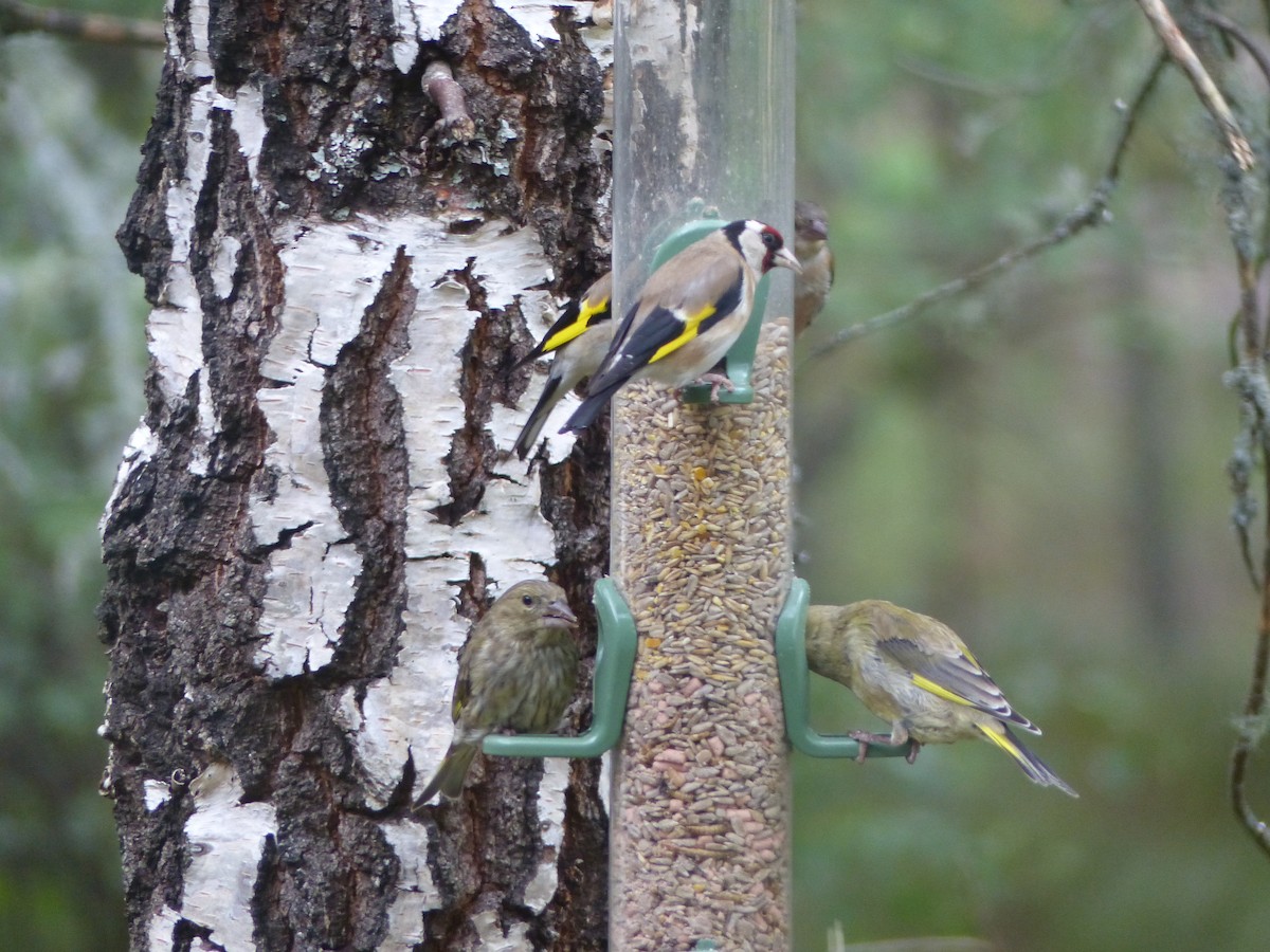 European Goldfinch - ML639993313