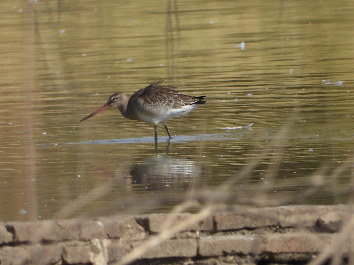 Barge à queue noire - ML639993317