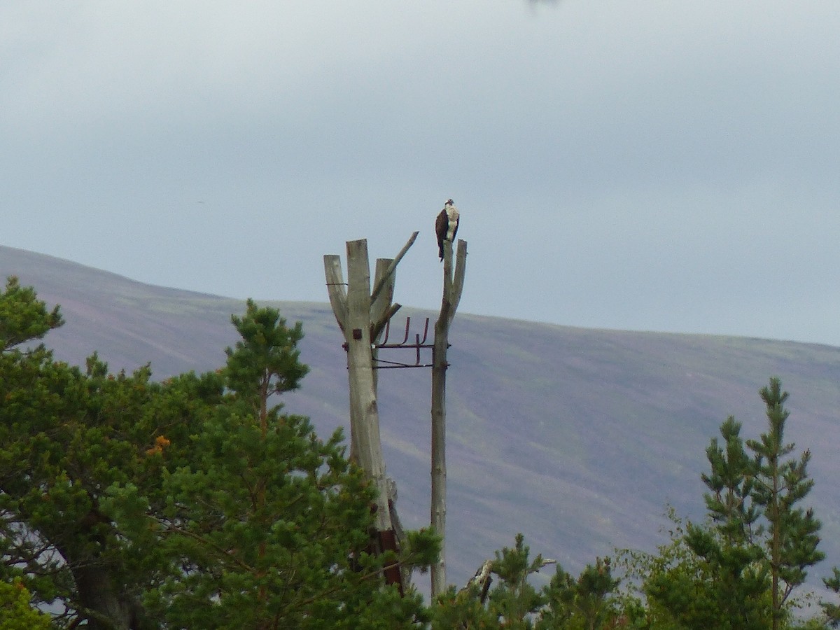 Osprey - ML639993325