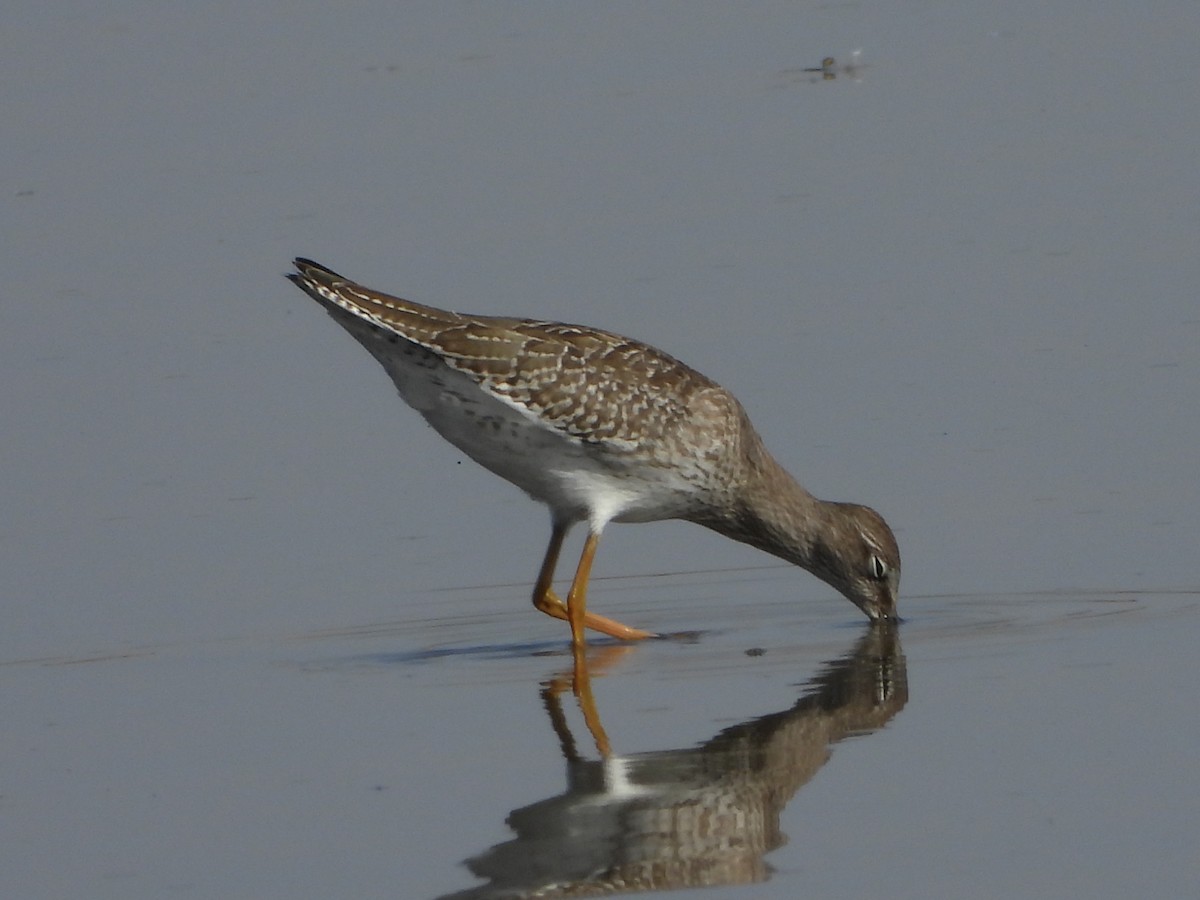 Chevalier gambette - ML639993326