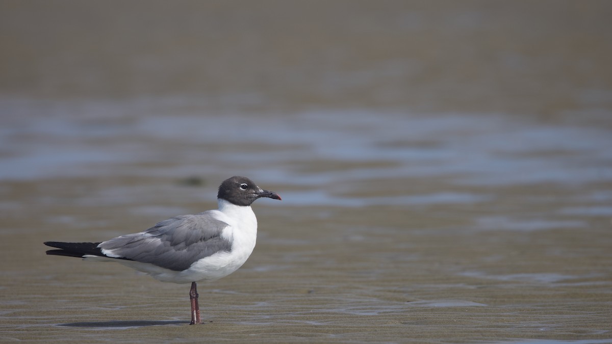 Laughing Gull - ML639993331